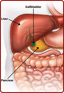 The Liver